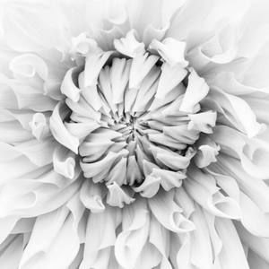 Meet your Posher, Daniela